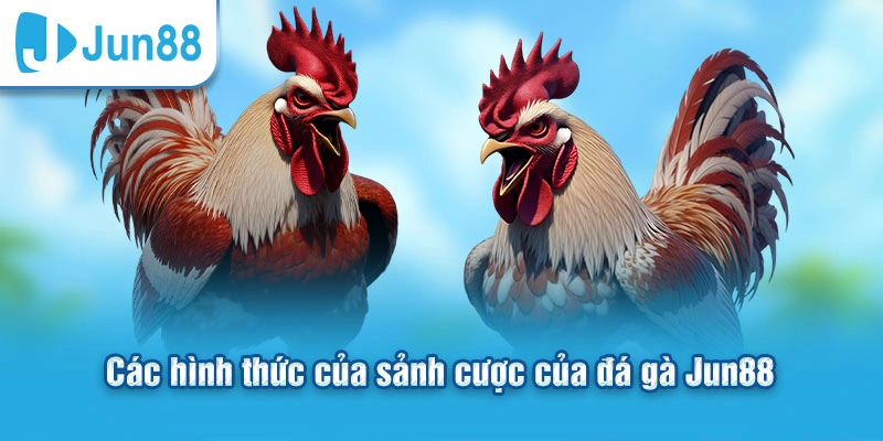 Đá Gà Jun88 - Chiến Thuật Chơi Dễ Thắng Cho Người Mới
