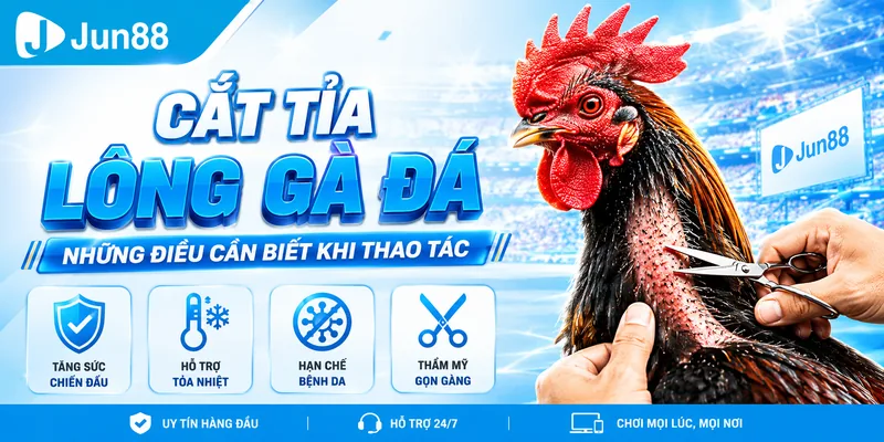 Đá Gà Jun88 - Chiến Thuật Chơi Dễ Thắng Cho Người Mới