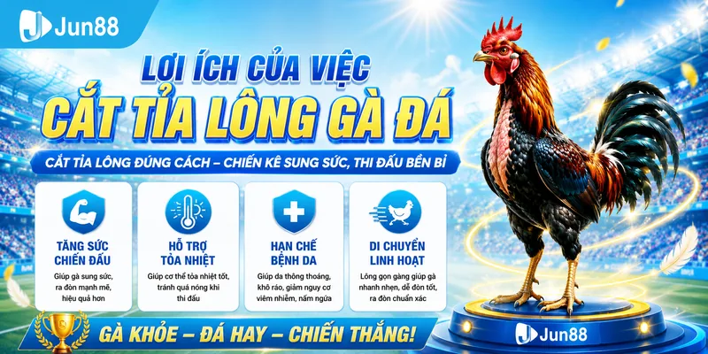 Cắt Tỉa Lông Gà Đá 🥇 Hướng Dẫn Đúng Kỹ Thuật hiến Kê Số 1