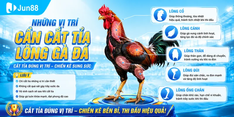 Cắt Tỉa Lông Gà Đá 🥇 Hướng Dẫn Đúng Kỹ Thuật hiến Kê Số 1